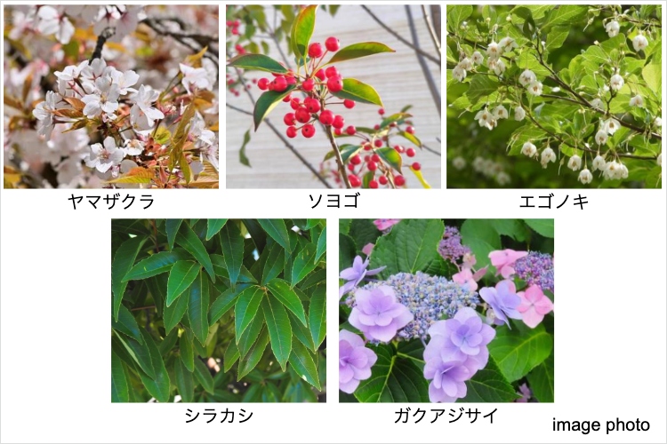 ジオ南砂町の植栽